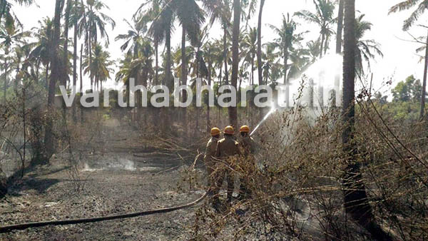 ತೆಂಗಿನ ತೋಟಕ್ಕೆ ಬೆಂಕಿ: 25 ಮರಗಳು ಭಸ್ಮ